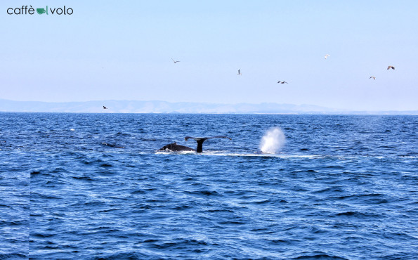 caffealvolo_whales