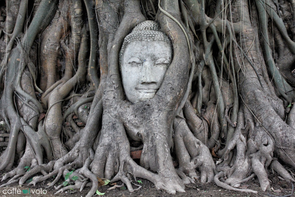 thailandia buddha albero