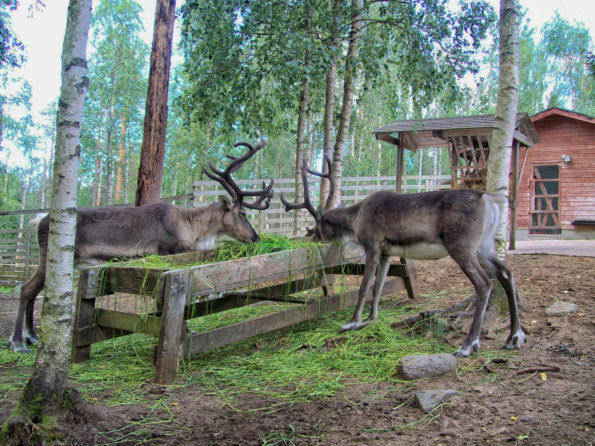 caffealvolo_rovaniemi_renne_babbo-natale