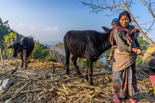 caffealvolo_bufali_nepal